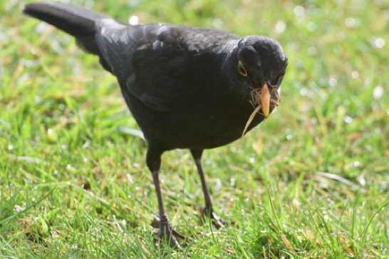 15 May 2021 - 08-33-55

---------------
Blackbird feeding on Dartmouth lawn